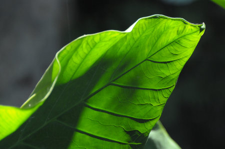 Detail of a green leaf of the plant in Chetumal