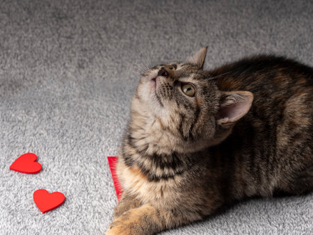 2-3 month old gray kitten lies on a red envelope and looks up, and in front of him are red hearts. Kitten on a black backgroundの写真素材
