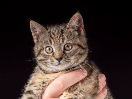 A 2-3 month old gray kitten lies and plays with a red heart held by a woman, and in front of it is a red envelope and red hearts. Kitten on a black backgroundの写真素材