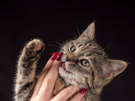 Portrait of a 2-3 month old kitten that sits on female hands and licks her fingers. Kitten on an isolated black backgroundの写真素材