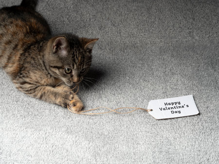 A 2-3 month old gray kitten lies and plays with a red heart held by a woman, and in front of it is a red envelope and red hearts. Kitten on a black backgroundの写真素材