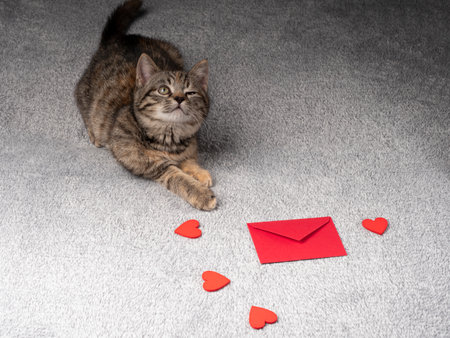 2-3 month old gray kitten lies and looks up, and in front of him are red hearts and a red envelope. Kitten on a black backgroundの写真素材