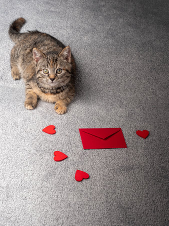 2-3 month old gray kitten lies and looks, and in front of him are red hearts and a red envelope. Kitten on a black backgroundの写真素材