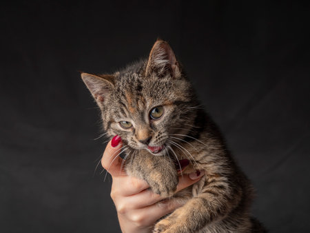 Portrait of a 2-3 month old kitten that opens its mouth and looks. Kitten on an isolated black backgroundの写真素材