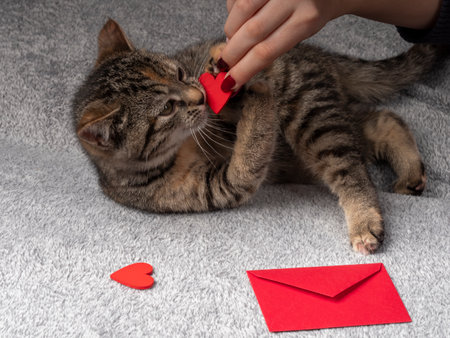 A 2-3 month old gray kitten lies and plays with a red heart held by a woman, and in front of it is a red envelope and red hearts. Kitten on a black backgroundの写真素材