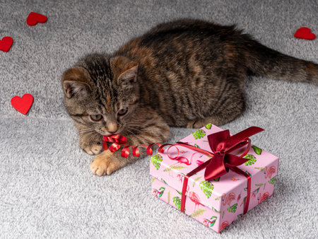 A 2-3 month old gray kitten lies and is playing with a red ribbon from a pink gift that lies nearby. And there are red hearts in the back. Kitten on a black backgroundの写真素材