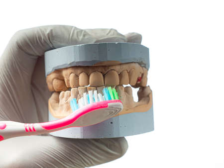 Doctor shows an impression of the jaw, the concept of clean and healthy teethの写真素材