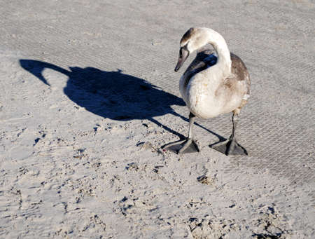 A swan stands on the sand on the beach in sunny weather and looks into the sand. Nature conceptの写真素材
