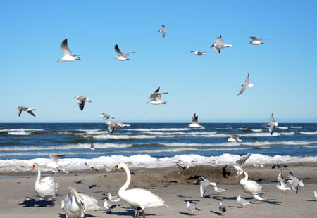 Many swans stand on the sand on the beach and seagulls fly against the background of the ocean. Relaxation and nature conceptの写真素材