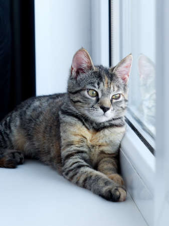 A small gray cat lies on a white windowsill and looks out the window. black curtains in the backgroundの写真素材