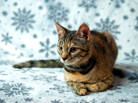 Tabby kitten five months old sits on the couch and looks, he is black-gray-orange, concept of pets.の写真素材