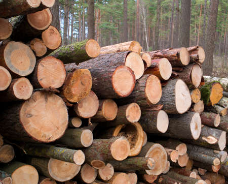 Forest fallen trees that lie in a heap, felling of trees began, concept of deforestationの写真素材