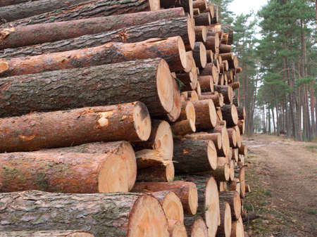 Forest fallen trees that lie in a heap, felling of trees began, concept of deforestationの写真素材