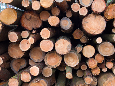 Forest fallen trees that lie in a heap, felling of trees began, concept of deforestationの写真素材