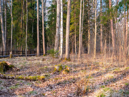Beautiful sunny forest in the evening. Lots of trees and green foliage. Nature concept.の写真素材