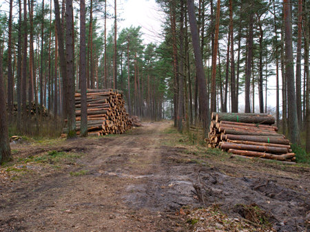 Forest fallen trees that lie in a heap, felling of trees began, concept of deforestationの写真素材