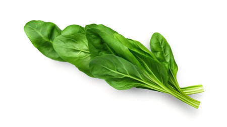 Green spinach laid out into a slender line on white.の素材
