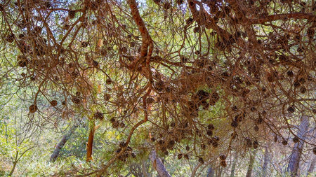 The poetry of nature unfolds in the green tones of the pine cones and lush trees.の写真素材