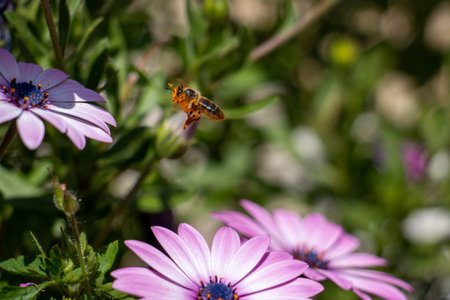 Les abeilles sur les fleurs. Un long parcours pour obtenir le miel.