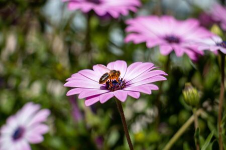 Les abeilles sur les fleurs. Un long parcours pour obtenir le miel.の写真素材