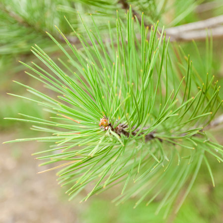 pine background