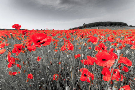 Black and white image of a meadow with red field poppies.の写真素材