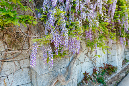 Purple Wisteria flowersの写真素材
