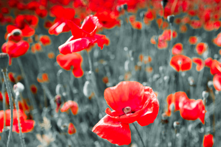Black and white image of a meadow with red field poppies. Crimea. Russia. Ukraineの写真素材