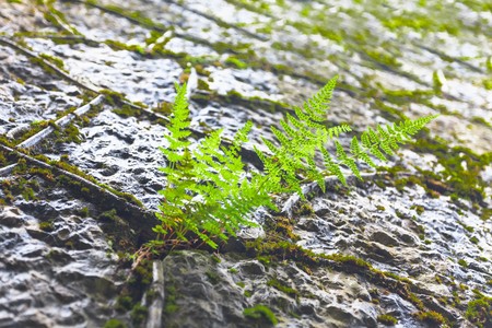 Texture of stone hand luggage, overgrown with moss of old age.の写真素材