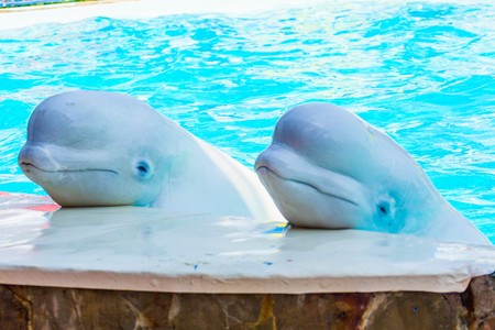 Dolphins and other marine animals performs trick submissionの写真素材