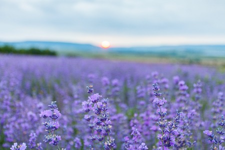 Lavender field in the Crimea. Crimean Provence. Bakhchisaray area. Aroma oil. Summer evening with dramatic clouds. Crimea. Ukraine. Russiaの写真素材