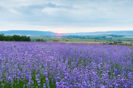 Lavender field in the Crimea. Crimean Provence. Bakhchisaray area. Aroma oil. Summer evening with dramatic clouds. Crimea. Ukraine. Russiaの写真素材