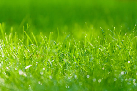 drops of dew on a green grass.の写真素材