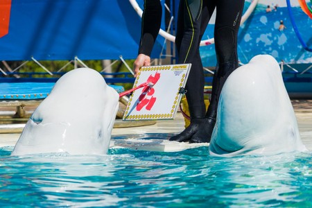 Dolphins and other marine animals performs trick submissionの写真素材