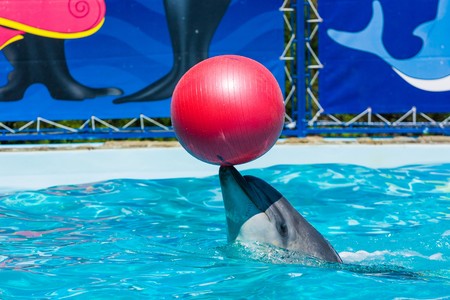 Dolphins and other marine animals performs trick submissionの写真素材