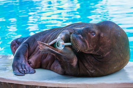 Dolphins and other marine animals performs trick submissionの写真素材