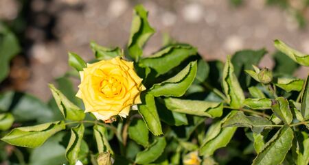 Beautiful yellow roses in a spring garden. Rose garden.の写真素材