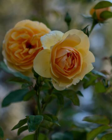 Yellow roses, great design for any purposes. Beautiful natural backdrop. Romantic concept.  Spring foliage. Fresh rose.の写真素材