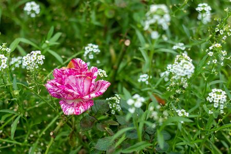 Decorative elegant garden plant: marble rose.の写真素材