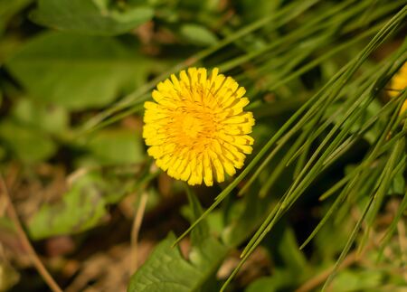 Beautiful dandelion flower close-up under a pine branch. Natural compositionの写真素材