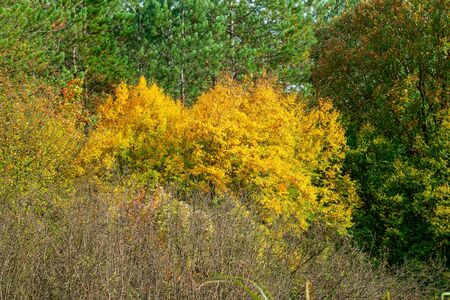 Colorful autumn forest. From dead wood to green branches.の写真素材