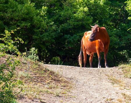 Cow on a forest path. Around green trees.の写真素材
