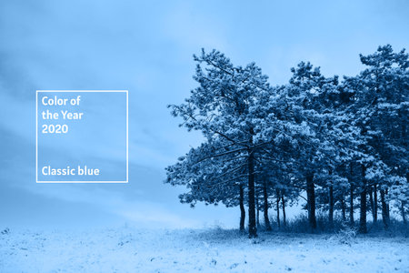 Beautiful winter landscape toned in classic blue color. Color of the year 2020.