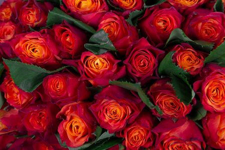 Background of beautiful natural red roses. Wallpaper. Horizontal photo.の写真素材