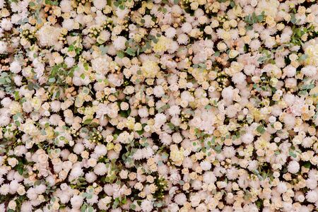 A large flower wall of pink roses and chrysanthemums.の写真素材