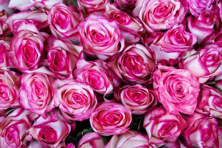 Bright background of natural red roses. Delivery flowers.の写真素材