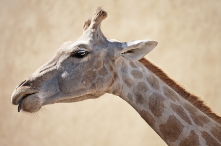 A giraffe looking downの写真素材