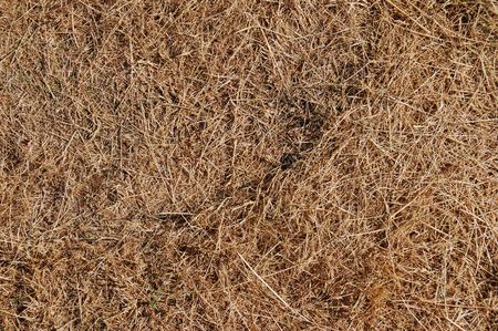 A texture of short dead brown grass.の写真素材