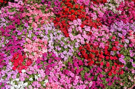 Small pink, red, and purple flowers textureの写真素材