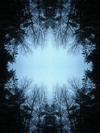 Dark moody forest with black trees reaching up towards the sky.の写真素材